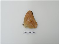 藏品(蛺蝶科(1))的圖片